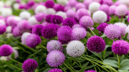 Aufkleber - Vibrant flower blooms garden photography nature close-up beauty