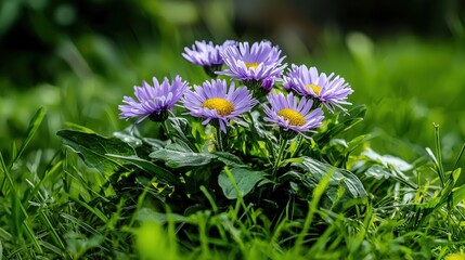Poster - Colorful purple flowers blooming in lush green grass nature photography vibrant spring landscape close-up view