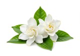 Two white gardenia flowers with green leaves are isolated on a white background