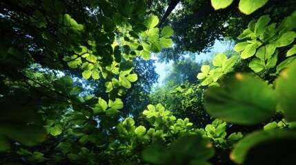 Poster - Looking Up at Green Tree Canopy Against Blue Sky, Evoking Natural Beauty and Environmental Awareness for Sustainable Living and Outdoor Adventure : Generative AI