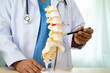 © amazing studio - Doctor with lumbar vertebra bone skeleton and nerve model for treatment in the orthopedic department.