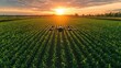 © SRI - Drone surveying a cornfield at sunset