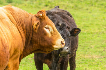 Wall Mural - limousin bull in green pasture follows a female black cow in heat or estrus, sniffing her and lickin