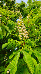 Wall Mural - branches of spring flowering chestnut with white flowers