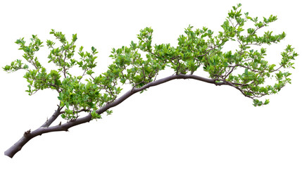 green leaves on tree branch isolated on white background, botanical foliage design element
