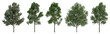 © Rawpixel.com - PNG Lush diverse green tree collection transparent background.