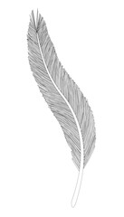Poster - A feather is drawn in black and white. The feather is long and thin, with a pointed tip. The feather is drawn in a very detailed and intricate manner, with many small lines and dots