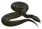 Titanoboa giant snake on isolated white background