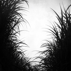 Poster - Monochromatic Close Up of Tall Grasses Framing a Bright Background