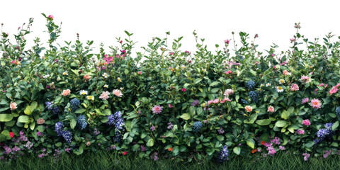 Wall Mural - lush flowering hedge with diverse blooms. vibrant garden landscape for outdoor decor isolated on tra