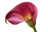 Stunning Close-Up of a Deep Pink Calla Lily Flower Isolated on White Background