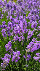 Wall Mural - Beautiful blooming Lavender, close-up