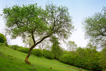 Wall Mural - green grass field lawn with trees and against blue sky.