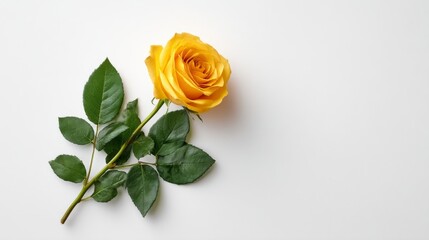 Leinwandbilder - A single yellow rose rests elegantly on soft green leaves against a clean white backdrop, offering a serene and stylish centerpiece with ample space for text