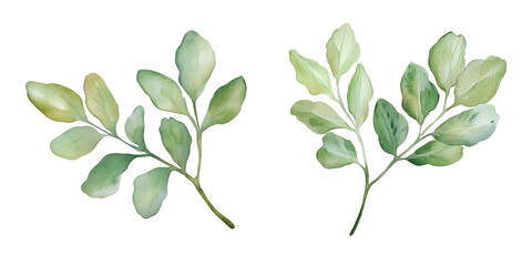 Poster - Watercolor botanical illustration of green leaves with varying shades and textures, isolated on transparent background, png