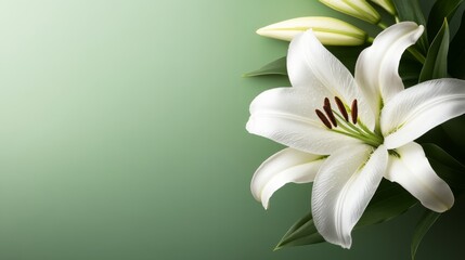 Poster - A striking white lily showcases its elegant petals adorned with dewdrops, set against a soft green background that highlights its delicate features and purity