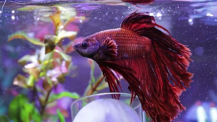 Poster - A colorful siam fish swimming in an aquarium filled with water bubbles