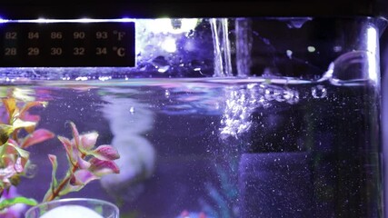 Poster - Fish tank filled with water and lush green plants, perfect for decorative use or as a background