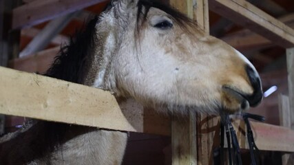 Poster - Close-up of a horse peering over a fence