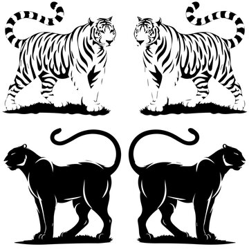 Set of stylized vector illustrations featuring two white tigers and two black panthers in a walking pose, rendered in bold black-and-white line art with mirrored symmetry.