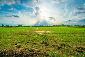 Wall Mural - scenic view landscape of rice field green grass with field cornfield or in asia country agriculture 