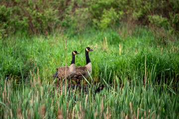 Wall Mural - canada goose on the grass