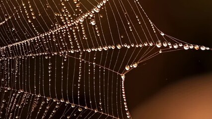 Close-up view of spiderweb with water droplets clinging to intricate silk threads, showing delicate beauty and detailed texture.