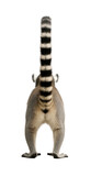 Rear view of a ring tailed lemur