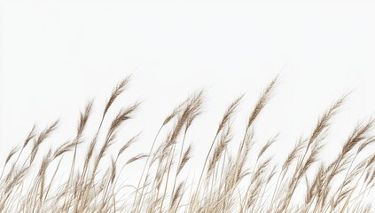 Naklejka na meble Dried grasses swaying gently against a white background