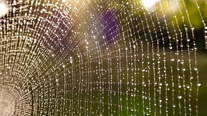 Spiderweb covered in dewdrops glistening in the morning sunlight, weaving intricate patterns in an outdoor green space.