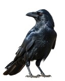 Realistic raven bird with glossy black feathers standing on white background