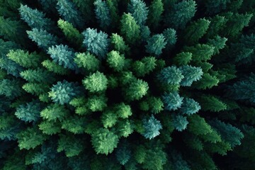 Poster - breathtaking drone-shot aerial view of green forest showcasing beauty of nature