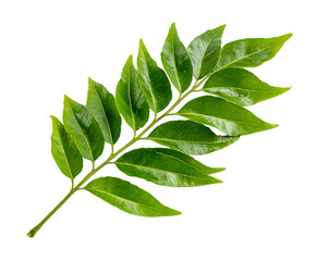 lush green curry leaves with fresh texture