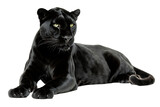 Black panther lying down isolated on white background PNG