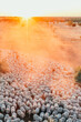 © Austockphoto - Aerial view of flock of sheep gathered on a dry open paddock at sundown