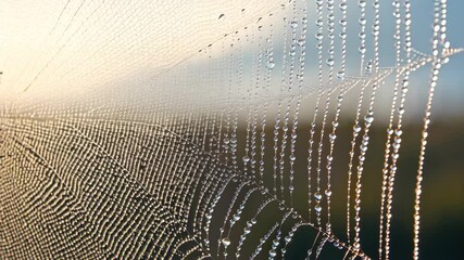 Delicate spiderweb detailed with glistening dew drops in the morning light, creating a sparkling and intricate natural design.