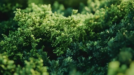 Poster - A close-up shot of various types of green plants, ideal for use in environmental or scientific contexts