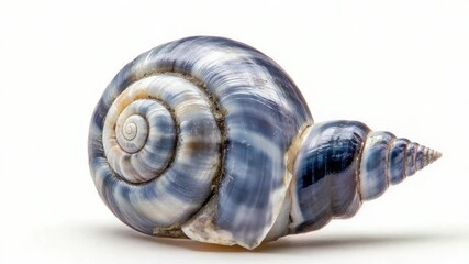 Poster - Close-up shot of a snail's shell on a white background