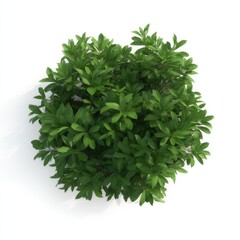 Poster - Aerial view of a lush, green, round shrub with vibrant foliage, isolated on a white background. Ideal for landscaping, gardening, and environmental designs. : Generative AI