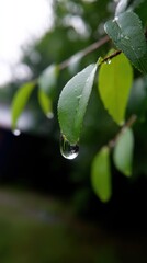 Aufkleber - A single teardrop of water hangs from a vibrant green leaf, reflecting the surrounding nature. The leaf is part of a lush green branch, suggesting a recent rainfall or morning dew. : Generative AI
