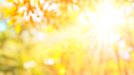 Poster - Warm golden sunlight streaming through vibrant autumn tree canopy, illuminating colorful foliage with soft rays and creating serene woodland landscape during changing seasonal moment