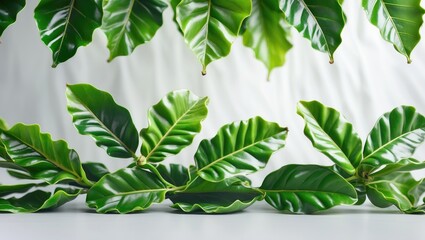 Poster - New green coffee leaves arranged on a white backdrop.