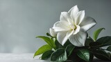 Green-leaved background with white gardenia flowers