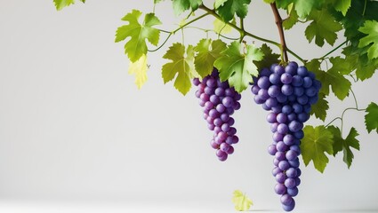 Poster - background with an isolated branch of blue grapes and vine leaves