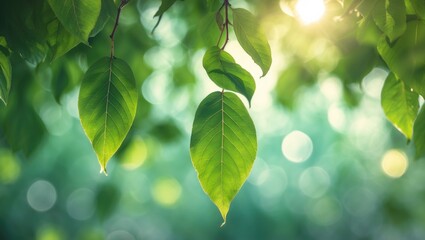 Poster - Lush green leaves in close detail with a blurred background and sunlight, suitable for eco-friendly summer wallpaper and nature themes