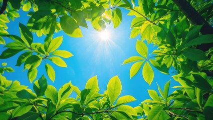Poster - Sunshine and Green Foliage