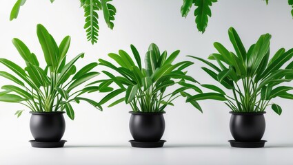 Poster - Side profile of a healthy green banana plant in a black pot with many leaves, isolated on white background for plant decoration concept.