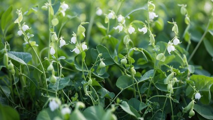 Aufkleber - Garden blooming with green peas