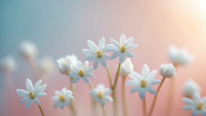 Poster - Close-up macro of small white flowers against a soft blue and pink background. Delicate light artistic image with free space.