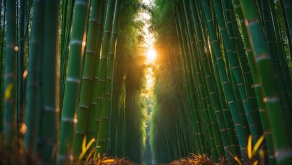 Poster - Morning light illuminates a green bamboo forest with a blurred background and emphasis on specific details.